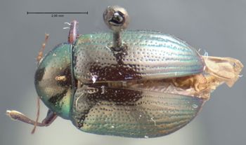 Media type: image; Entomology 17312   Aspect: habitus dorsal view